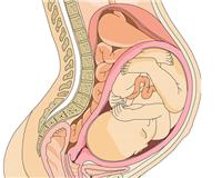 Placenta: qué es y para qué sirve