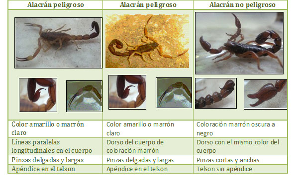 alacranes